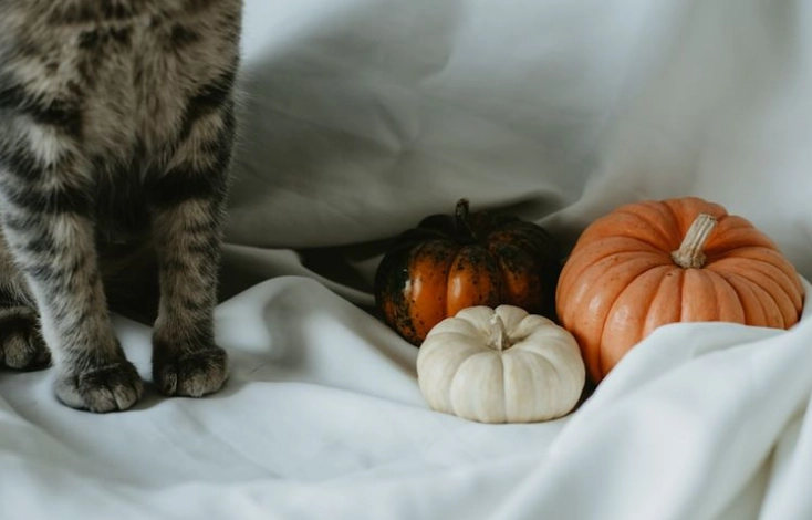 南瓜對貓的影響
