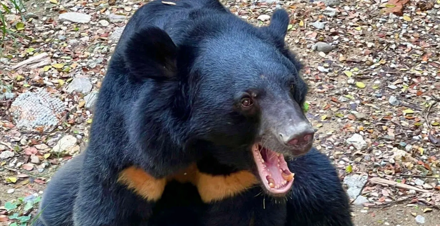 台灣禁止飼養動物
