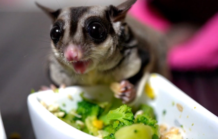 蜜袋鼯飲食安全