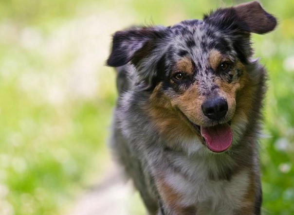 澳洲牧羊犬 健康