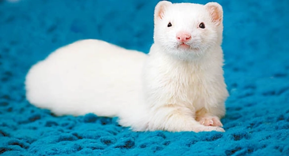 雪貂平均壽命 雪貂平均壽命