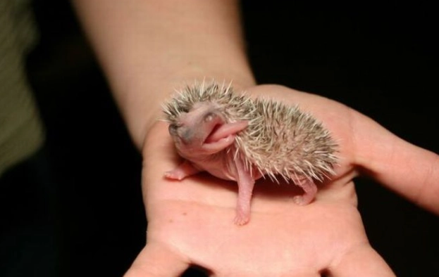 養刺蝟注意事項 養刺蝟注意事項