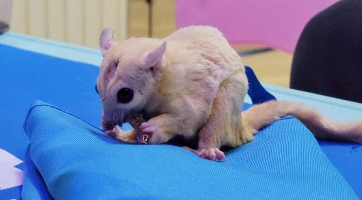 蜜袋鼯餵食方法