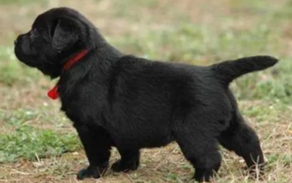 黑色大型犬品種 黑色大型犬品種