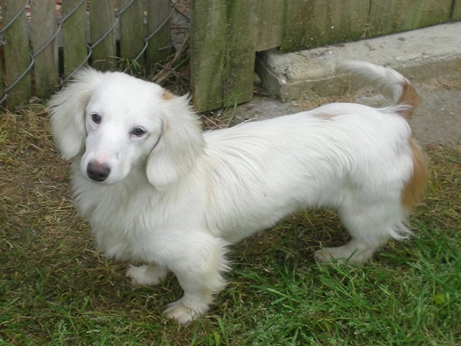 奶油臘腸健康影響 奶油臘腸健康影響