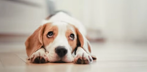 狗狗黑色素瘤治療