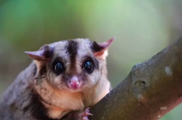 蜜袋鼯餵食水果