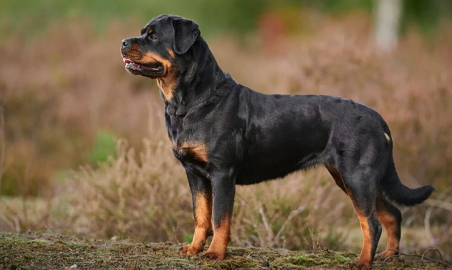 羅威納犬禁養原因