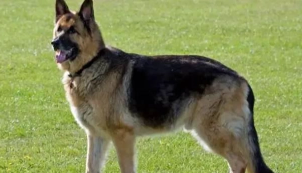 初次飼主犬種選擇 初次飼主犬種選擇