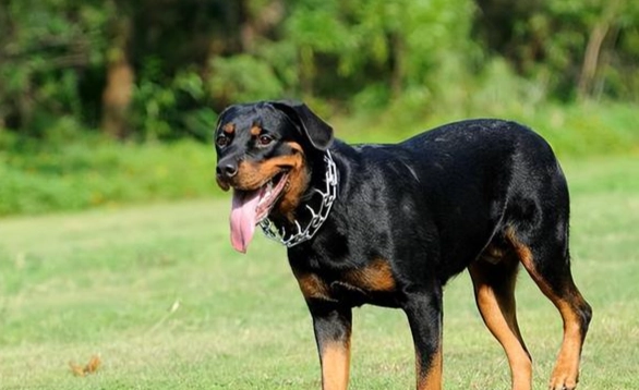 罗威纳犬性格 罗威纳犬性格