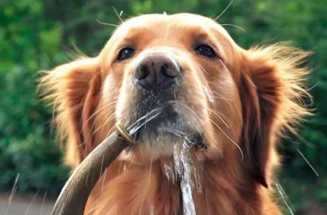 狗狗喝水量計算