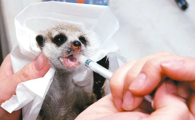 台灣輸入動物規定