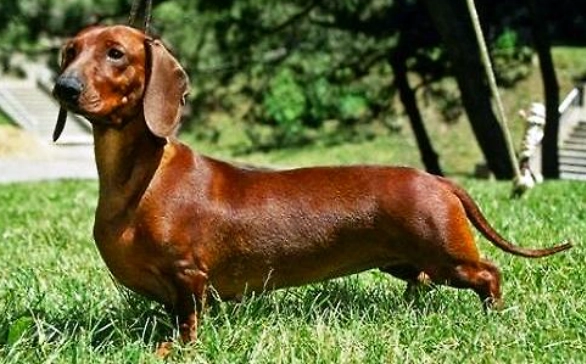 延長臘腸狗壽命 延長臘腸狗壽命