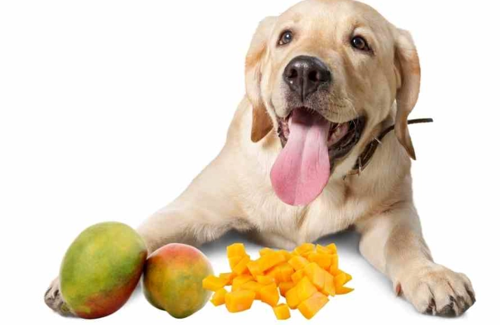 狗狗芒果好處 狗狗芒果好處