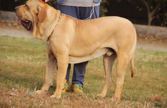 飼養兇狗注意事項