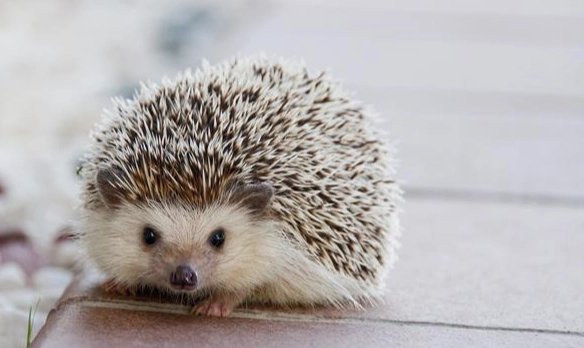 非洲迷你刺蝟飼養