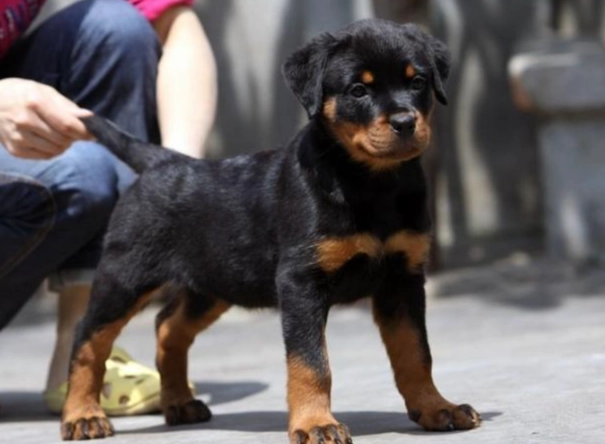 羅威納犬缺點 羅威納犬缺點