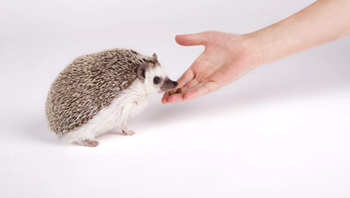 刺蝟鼠飼養 刺蝟鼠飼養