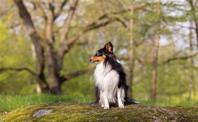 如何延長喜樂蒂壽命