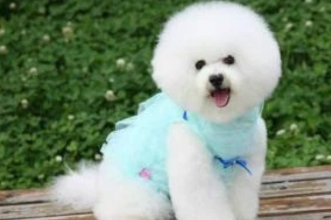 如何延長比熊犬壽命