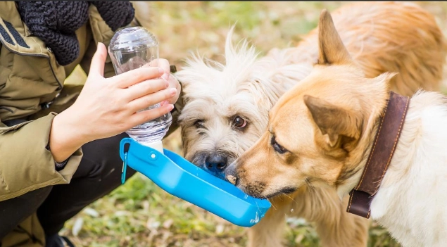 狗狗水分需求 狗狗水分需求
