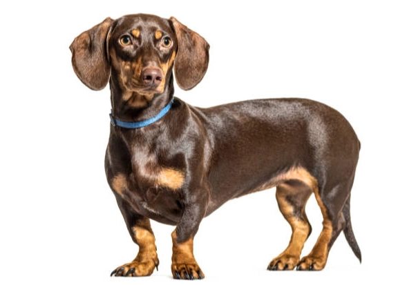 臘腸狗短毛 護理