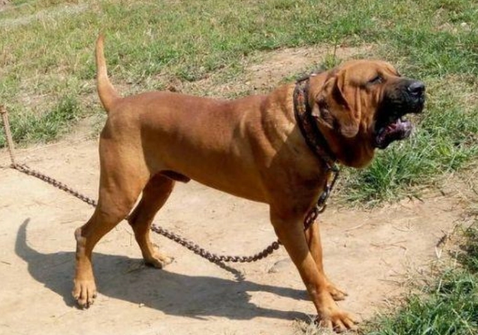 最強戰鬥力犬種