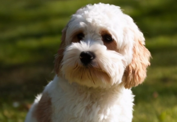 澳洲卡爾比犬 飼養 澳洲卡爾比犬 飼養