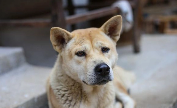 狗狗乳腺瘤疼痛