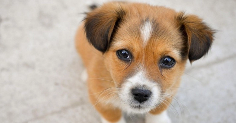 小狗肚子硬塊 小狗肚子硬塊