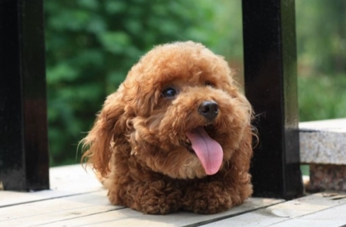 玩具貴賓狗理想體重 玩具貴賓狗理想體重