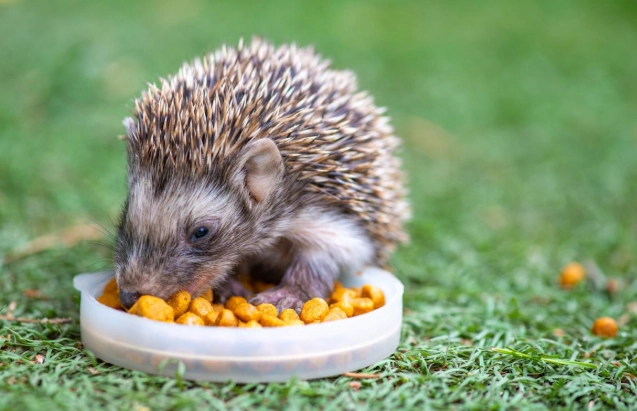 刺蝟鼠照顧 刺蝟鼠照顧