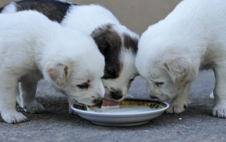 幼犬肚子有顆粒 幼犬肚子有顆粒