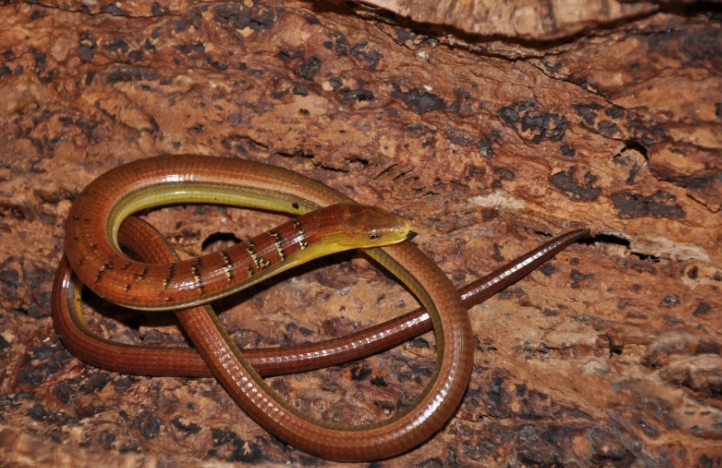 台灣特殊寵物飼養規定