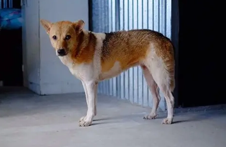 濕糧狗好處 濕糧狗好處