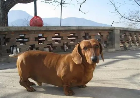 最好養的狗狗 最好養的狗狗