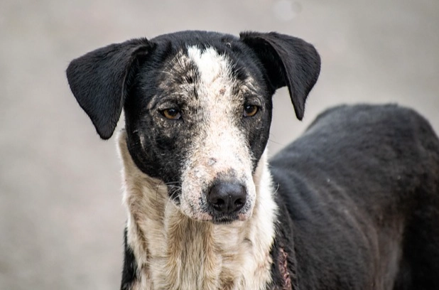 狗乳腺腫瘤治療