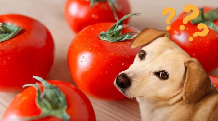 蕃茄對狗狗的好處