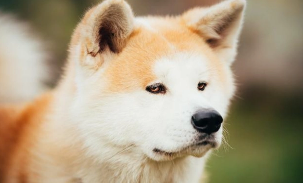 中型犬推薦 中型犬推薦