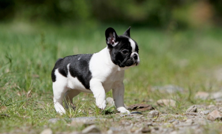 上班族養狗推薦 上班族養狗推薦