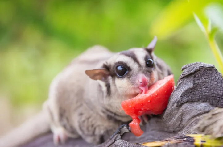 蜜袋鼯餵食指南 蜜袋鼯餵食指南