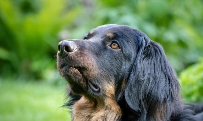 黑色大型犬品種 黑色大型犬品種