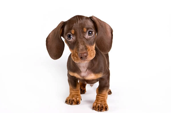 臘腸狗肥胖預防