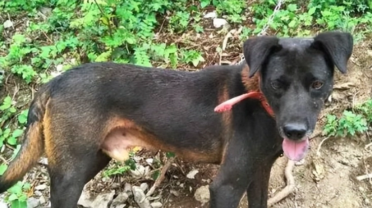 寵物用藥注意事項