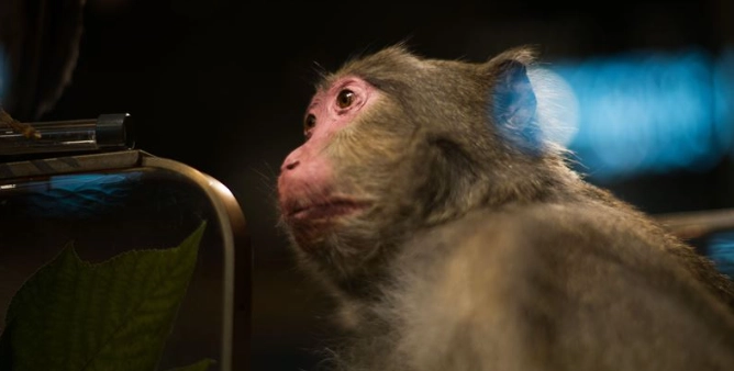禁止飼養動物列表