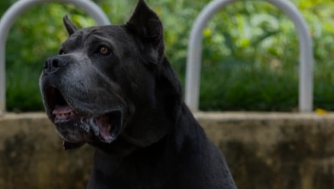 德國牧羊犬護衛