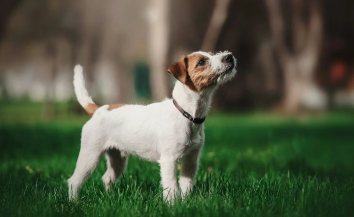 帕森羅素梗飼養 帕森羅素梗飼養