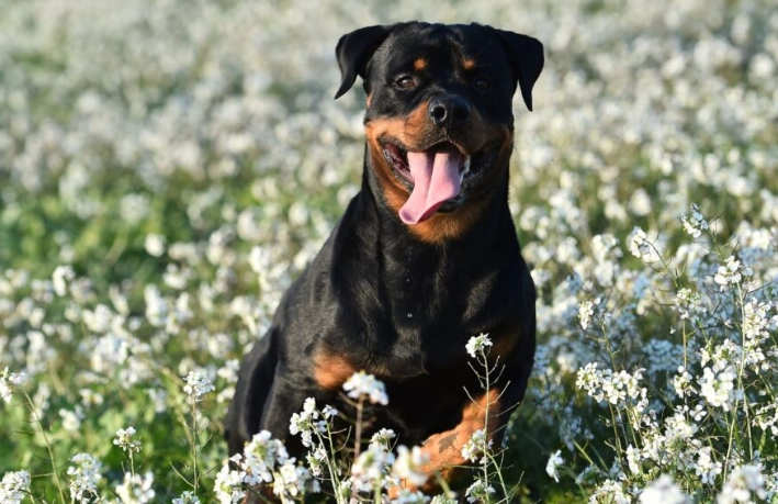 羅威納犬優缺點