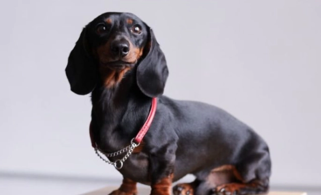 長毛臘腸狗香港購買