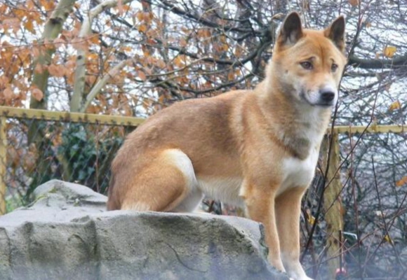 澳洲卡爾比犬 健康問題 澳洲卡爾比犬 健康問題